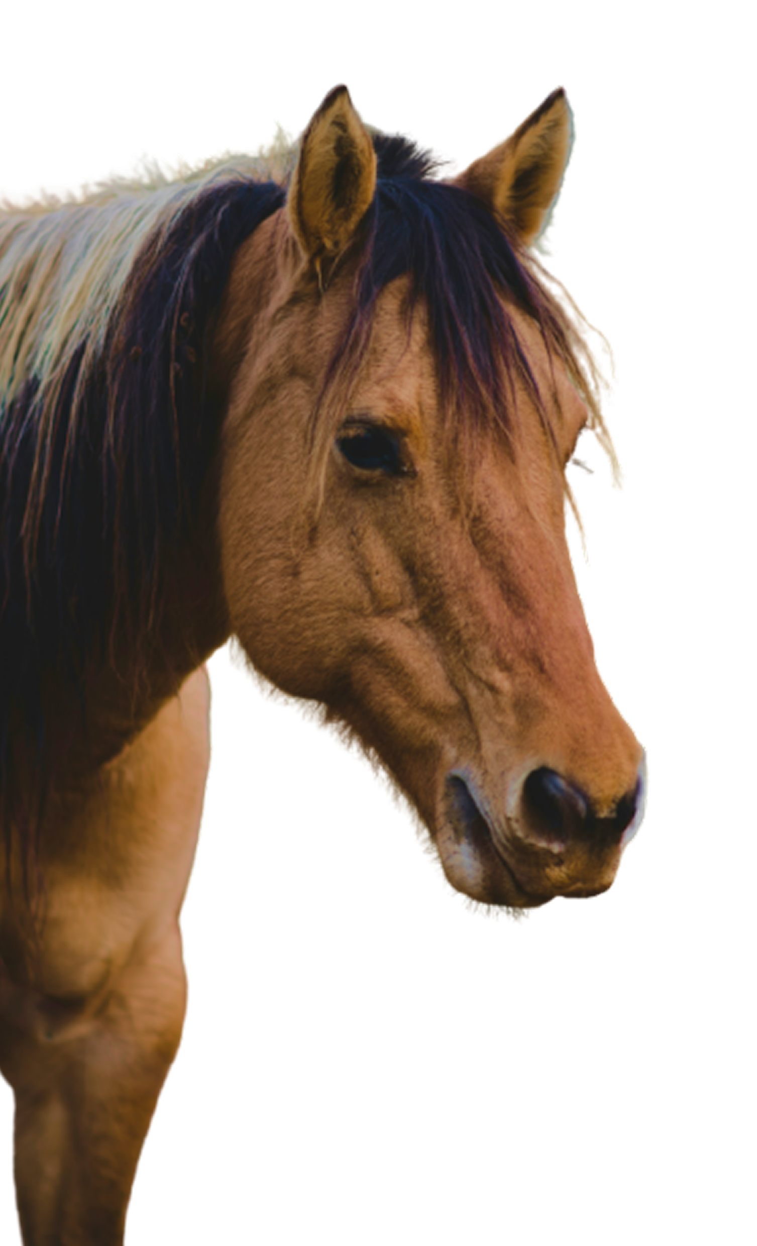 Caballo